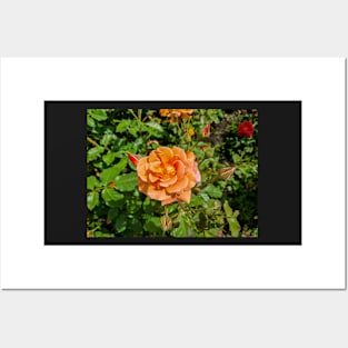 Orange Rose Posters and Art